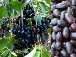 'जामुन' खाने से और भी स्वस्थ हो जाता है शरीर, जानिए इसके अनगिनत फायदे