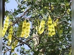 माइग्रेन, खांसी और जोड़ों के दर्द से दिलाता है निजात, ‘शिरीष’ से जुड़े इन फायदों के बारे में नहीं जानते होंगे आप