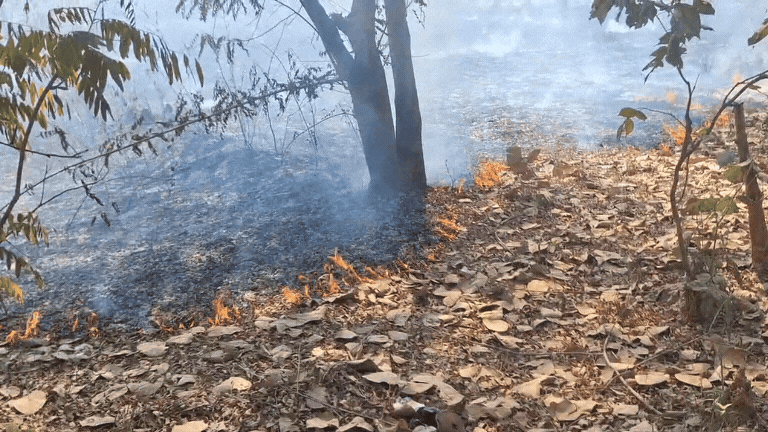 छत्तीसगढ़ के जंगलों में क्यों फ़ैल रही आग ? वन्यजीवों और वनस्पति पर खतरा मंडराया