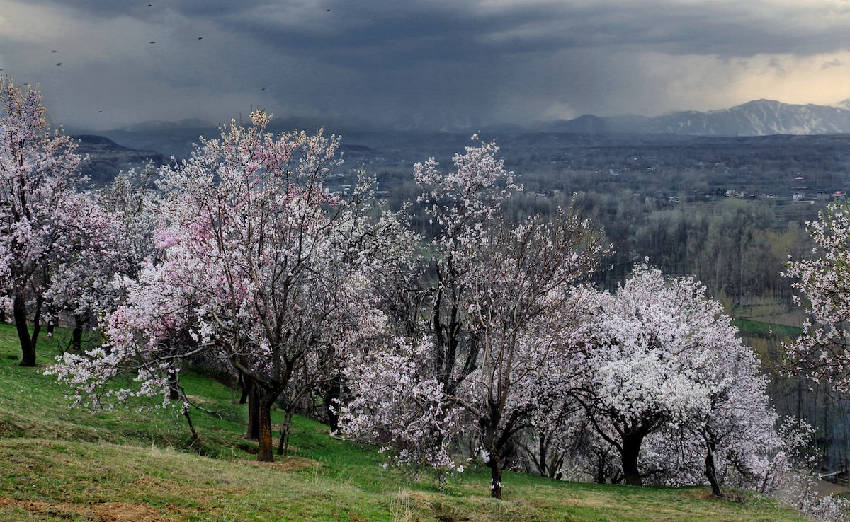 Пролетта на Кашмир не е само за лалета преди