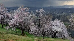 Almond Blossoms Are Just The Reason You Should Plan Kashmir Trip This Spring Season