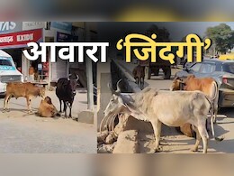 NDTV Special: लाखों रुपये से सरकार ने बनवाया गौशाला, फिर भी सड़कों पर आवारा घूम रहा गोवंश... बड़े हादसों को दे रहा दस्तक