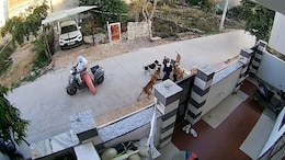 Video: Out On Walk, 18-Year-Old Woman Attacked By 10 Stray Dogs In Rajasthan