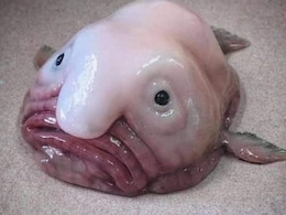 Blobfish, World's Ugliest Animal, Wins New Zealand's Fish Of The Year Award Blobfish, World's Ugliest Animal, Wins New Zealand's Fish Of The Year Award