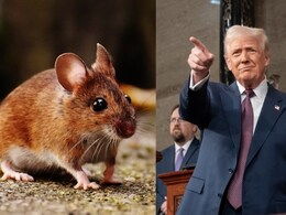 Transgender vs Transgenic Mice: Row Over Trump's Animal Experiments Claim