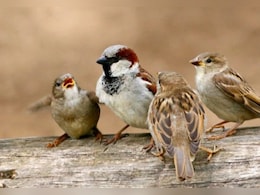World Sparrow Day 2025: लंबे समय बाद राजस्थान में फिर गूंजी गौरैया की चहचहाहट, निराशा के बीच शुभ संकेत 