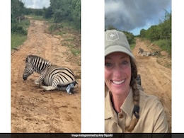 Tourist Captures Rare Footage Of Zebra Giving Birth, Internet In Awe Tourist Captures Rare Footage Of Zebra Giving Birth, Internet In Awe