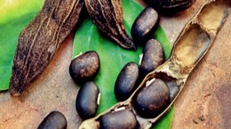 Health: औषधीय गुणों से भरपूर हैं कौंच बीज, कोलेस्ट्रॉल को कम करने में फायदेमंद