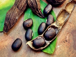 Health: औषधीय गुणों से भरपूर हैं कौंच बीज, कोलेस्ट्रॉल को कम करने में फायदेमंद