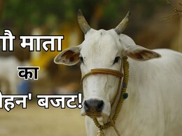 MP Budget 2025: गाय की जुबानी : बजट में बढ़ी मदद, लेकिन देरी से घास भी नहीं मिलती