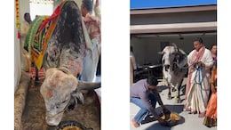 Watch: Indian-Origin Family Welcomes Sacred Cow Into US Home For Housewarming Ritual