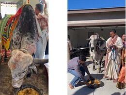 Watch: Indian-Origin Family Welcomes Sacred Cow Into US Home For Housewarming Ritual