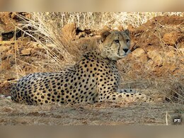 कूनों में आज बढ़ेगा चीतों का कुनबा ! गामिनी के साथ ये सब भरेंगे रफ्तार, सफारी का बढ़ेगा आनंद