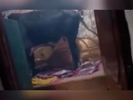 बिन बुलाए मेहमान...घर के बेडरूम तक घुसा चला आया सांड, घर छोड़ भागे घरवाले, देख लोग बोले- कब्जा लेने आया होगा बिन बुलाए मेहमान...घर के बेडरूम तक घुसा चला आया सांड, घर छोड़ भागे घरवाले, देख लोग बोले- कब्जा लेने आया होगा