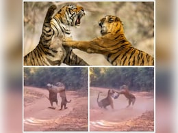 जंगल का दंगल: जब गुस्साई बाघिन ने बाघ पर किया हमला, गूंज उठी दहाड़ जंगल का दंगल: जब गुस्साई बाघिन ने बाघ पर किया हमला, गूंज उठी दहाड़