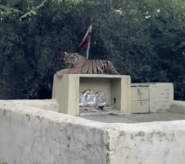 Sawai Madhopur: नवरात्र शुरू होने से पहले माता मंदिर पहुंचा टाइगर, मुंडेर पर बैठकर दहाड़ा; वायरल हो रहा वीडियो