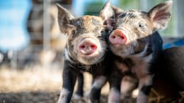 Danish Exhibit Starving Piglets To Death Sparks Outrage: "This Is Criminal"