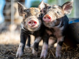 Danish Exhibit Starving Piglets To Death Sparks Outrage: "This Is Criminal"