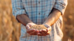 Wheat MSP: यहां गेहूं किसानों को MSP के साथ मिल रहा है बोनस का तोहफा, अन्नदाताओं के खिले चेहरे