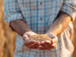 Wheat MSP: यहां गेहूं किसानों को MSP के साथ मिल रहा है बोनस का तोहफा, अन्नदाताओं के खिले चेहरे Wheat MSP: यहां गेहूं किसानों को MSP के साथ मिल रहा है बोनस का तोहफा, अन्नदाताओं के खिले चेहरे