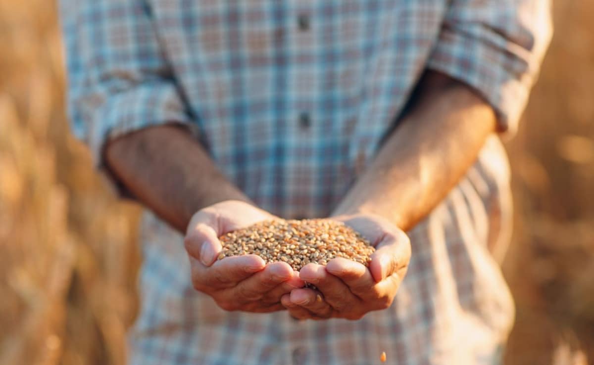 Дамаск Сирийските власти заявиха че доставка на пшеница пристигна в