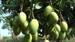 Miyazaki Mango Price : एका आंबा 10 हजारात, नांदेडमधील जपानी आंबा खातोय भाव; का आहे इतका महाग?