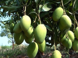 Miyazaki Mango Price : एका आंबा 10 हजारात, नांदेडमधील जपानी आंबा खातोय भाव; का आहे इतका महाग? Miyazaki Mango Price : एका आंबा 10 हजारात, नांदेडमधील जपानी आंबा खातोय भाव; का आहे इतका महाग?