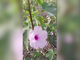 कई बीमारियों के लिए काल है बेहया का पौधा, शोध में मिले चौंकाने वाले स्वास्थ्य लाभ