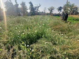 छतरपुर में 1.5 करोड़ की अफीम पकड़ी, तस्करों तक कैसे पहुंची पुलिस ?