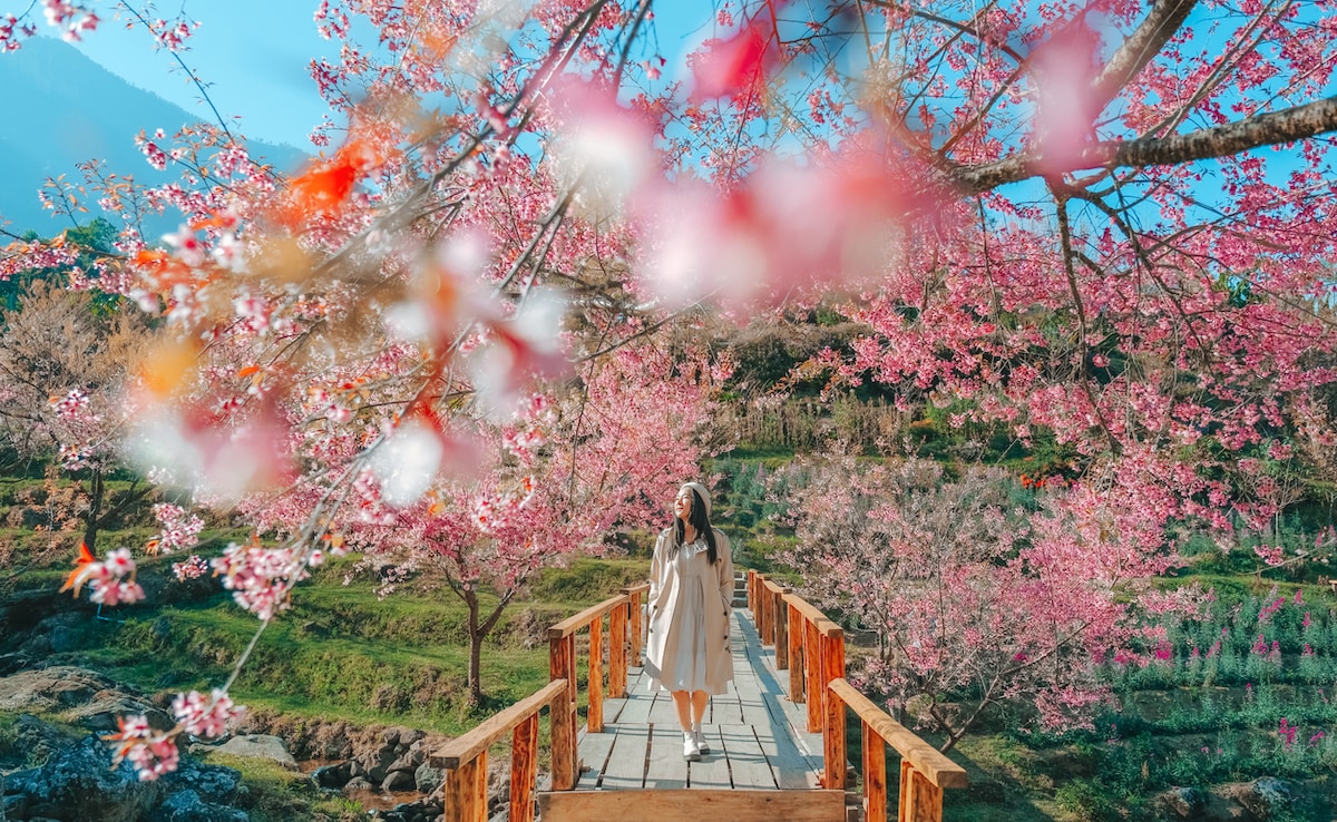 Когато мислите за черешови цветове Япония и Южна Корея вероятно