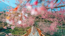 It's Cherry Blossom Season In Chiang Mai: Thailand's Best-Kept Secret