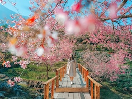 It's Cherry Blossom Season In Chiang Mai: Thailand's Best-Kept Secret
