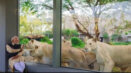 Video: PM Modi's Close Encounter With Lions At Wildlife Centre In Gujarat
