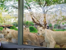 Video: PM Modi's Close Encounter With Lions At Wildlife Centre In Gujarat Video: PM Modi's Close Encounter With Lions At Wildlife Centre In Gujarat