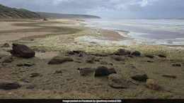 British Surfer And Friend Who Tried To Rescue Him Drown In Melbourne Storm