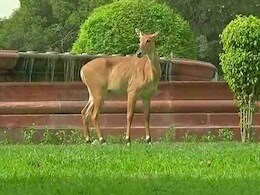 बिहार में 4250 नीलगायों को क्यों मारा गया? मंत्री ने विधानसभा में बताया बिहार में 4250 नीलगायों को क्यों मारा गया? मंत्री ने विधानसभा में बताया