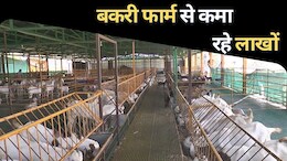Goat farming: बीई-बीटेक की डिग्री छोड़ गांव में लगाया बकरी पालन फार्म, सालाना कमा रहे 1500000 रुपये&nbsp;से&nbsp;ज्यादा