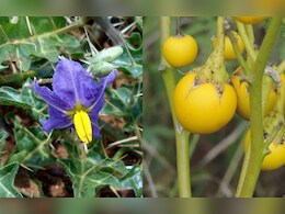 Bhatkataya Kadha Benefits: सूखी या बलगम वाली खांसी में रामबाण इलाज कांटेदार पौधा भटकटैया, काढ़ा देता है झट से आराम  Bhatkataya Kadha Benefits: सूखी या बलगम वाली खांसी में रामबाण इलाज कांटेदार पौधा भटकटैया, काढ़ा देता है झट से आराम