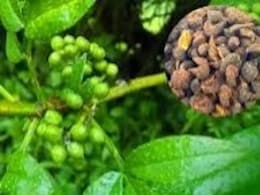 आयुर्वेद में सिर से लेकर पांव तक के रोगों के लिए रामबाण है तेजबल का पौधा, जानिए क्यों कहते हैं इसे गुणों की खान आयुर्वेद में सिर से लेकर पांव तक के रोगों के लिए रामबाण है तेजबल का पौधा, जानिए क्यों कहते हैं इसे गुणों की खान