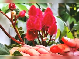 मांग में सजते सिंदूर का भी होता है पौधा, पढ़‍िए हर्बल सिंदूर की इस यात्रा की रोचक कहानी 