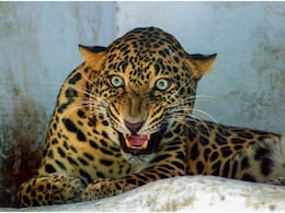 उदयपुर में घर में घुसे लेपर्ड को किया गया रेस्क्यू, 8 घंटे से ज्यादा समय दहशत में रहे लोग