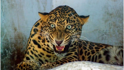 उदयपुर में घर में घुसे लेपर्ड को किया गया रेस्क्यू, 8 घंटे से ज्यादा समय दहशत में रहे लोग