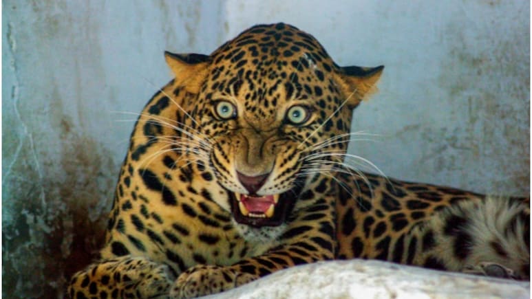 उदयपुर में घर में घुसे लेपर्ड को किया गया रेस्क्यू, 8 घंटे से ज्यादा समय दहशत में रहे लोग