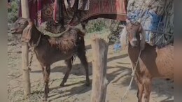 जबलपुर में "सुल्तान" हुआ चोरी! 16 बकरे-बकरियों को उठा ले गए चोर, CCTV फुटेज खंगाल रही पुलिस&nbsp;