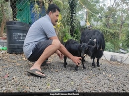 Kerala Farmer's Tiny Goat, Karumbi, Claims Guinness Record As World's Shortest At Just... Kerala Farmer's Tiny Goat, Karumbi, Claims Guinness Record As World's Shortest At Just...