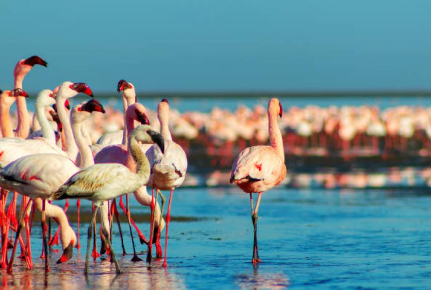 Tamil Nadu Welcomes Large Flamingo Flocks In Coastal Areas