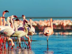 Tamil Nadu Welcomes Large Flamingo Flocks In Coastal Areas