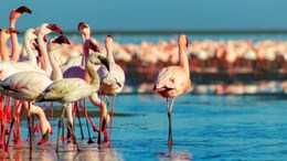 Tamil Nadu Welcomes Large Flamingo Flocks In Coastal Areas