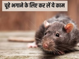 घर में चूहों का आना बैन कर देगा ये हैक, जान लें बिना मारे चूहे भगाने का सबसे आसान तरीका