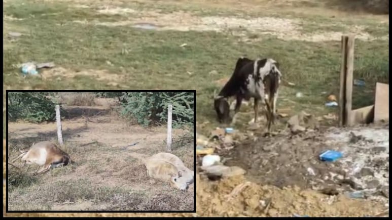Cow Death: आधा दर्जन से ज्यादा गोवंशों की रहस्यमय मौत, नालों में बह रहा जहरीला पानी